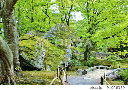 青もみじの名所 夏の宝厳院庭園 青もみじの名所 夏の宝厳院庭園 91026329