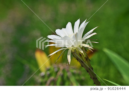 白いサボテン（タンゲマル）の花（夏、六月） 91026444