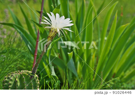 白いサボテン（タンゲマル）の花（夏、六月） 91026446
