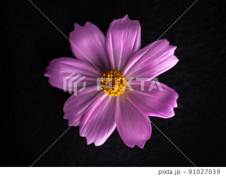 Delicate flower on black background. Bright and beautiful flower. 91027039