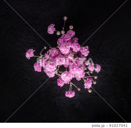 Delicate flower on a black background. Photo from above. Delicate flower on a black background. Photo from above. 91027041