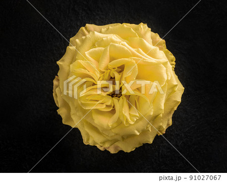 Top view of a flower on black background. Photo from above. 91027067