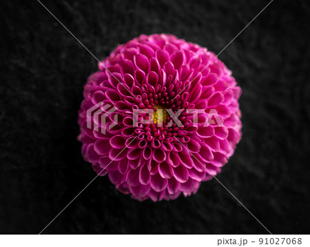 Beautiful flower on black background. Photo from above. Beautiful flower on black background. Photo from above. 91027068