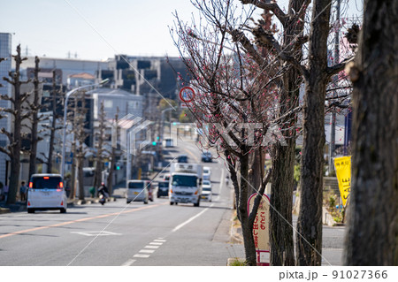 梅の開花、春を少しずつ感じる道路沿い 91027366