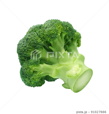 ブロッコリー イラスト リアル ブロッコリー イラスト リアル 91027666