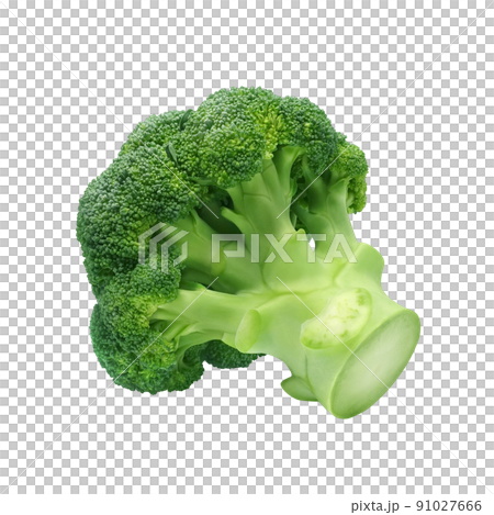 ブロッコリー イラスト リアル ブロッコリー イラスト リアル 91027666