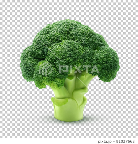 ブロッコリー イラスト リアル  91027668