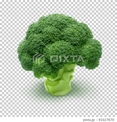 ブロッコリー イラスト リアル  91027670