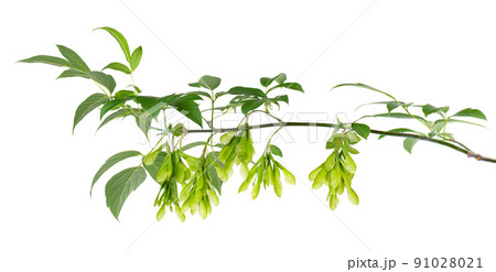 Ashleaf maple branch isolated on white background. Maple acer negundo leaves and seeds. 91028021