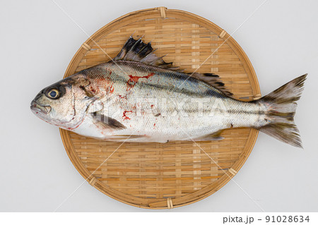 縞伊佐木　シマイサキの素材写真　ザルの上の魚　 91028634