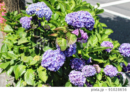 紫陽花 91028656