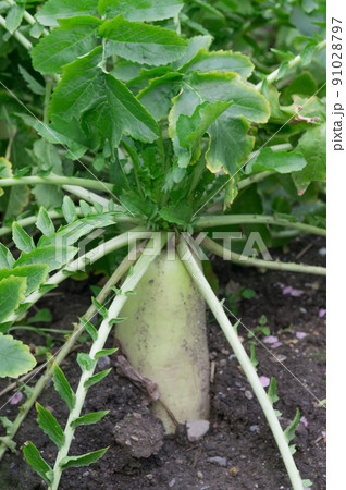 城南宮の大根、京都市伏見区 91028797