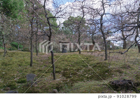 城南宮の梅園と灯篭、京都市伏見区 91028799