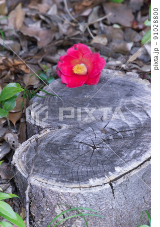 城南宮のハート型の切り株の落ち椿、京都市伏見区 91028800