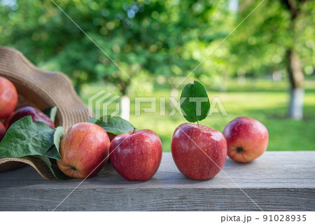 Harvested red apples with leaves at orchard garden 91028935