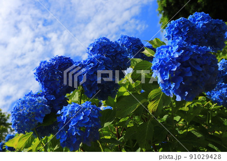 夏空に映える青 91029428