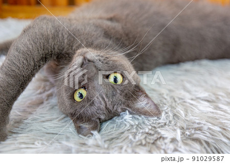 gray cat lying on carpet 91029587