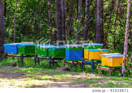Colorful bee hives in the apiary n in a clearing in the forest 91029671
