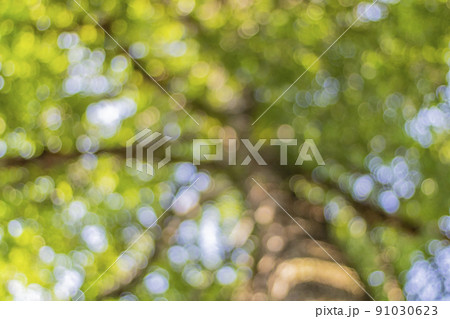 Bokeh, leaf blur, light shining through green leaves, background Bokeh, leaf blur, light shining through green leaves, background 91030623