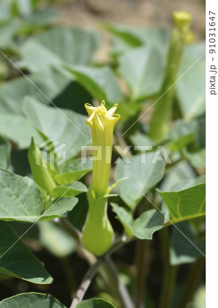 Thorn apple Inka Thorn apple Inka 91031647