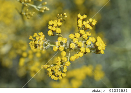 Italian everlasting flowers 91031681