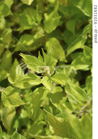 Upright pellitory 91031682