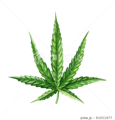 油絵 麻 大麻 マリファナ バッヅ  marijuana 値下げ 油絵 麻 大麻 マリファナ バッヅ marijuana 値下げ 大麻 マリファナ