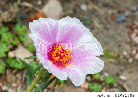 花 フラワー お花 91031988