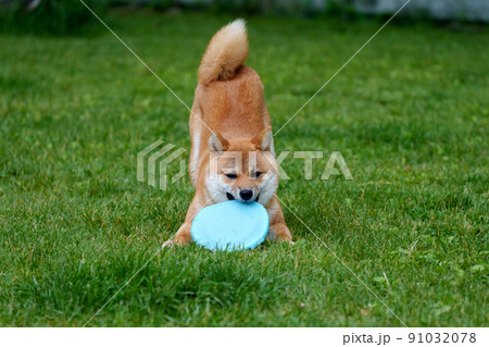 豆柴 生後8か月 フリスビー練習中 91032078