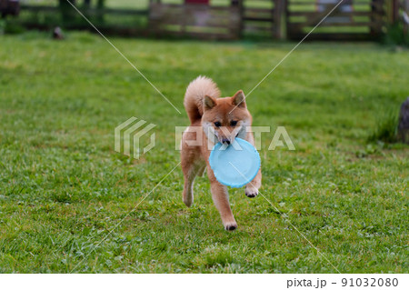 豆柴 生後8か月 フリスビー練習中 91032080