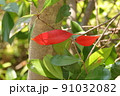 二枚の赤い木の葉 91032082