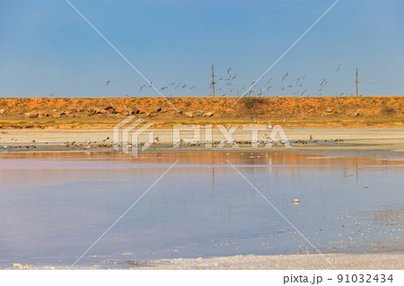 Flock of birds on the pink salty Syvash lake in Kherson region, Ukraine 91032434
