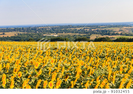 Summer landscape with sunflower fields, hills and blue sky 91032455