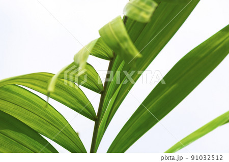 Palm leaves against white background. Lent Season and Holy Week concept. 91032512