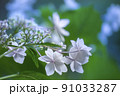 アジサイ 91033287