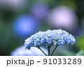 アジサイ 91033289
