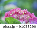 アジサイ 91033290
