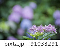 アジサイ 91033291