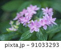 アジサイ 91033293