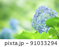 アジサイ 91033294