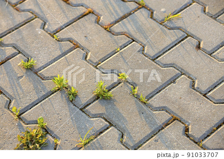 Weed plants growing between concrete pavement bricks. 91033707