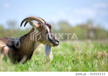 Domestic milk goat with long beard and horns resting on green pasture grass on summer day. Feeding of cattle on farm grassland Domestic milk goat with long beard and horns resting on green pasture grass on summer day. Feeding of cattle on farm grassland 91034215
