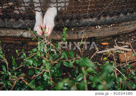 a monkey feeling loneliness and sadness behind jail. the eyes of a monkey as a result of being placed in a cage in the zoo a monkey feeling loneliness and sadness behind jail. the eyes of a monkey as a result of being placed in a cage in the zoo 91034380