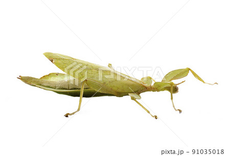 stick insect in studio 91035018