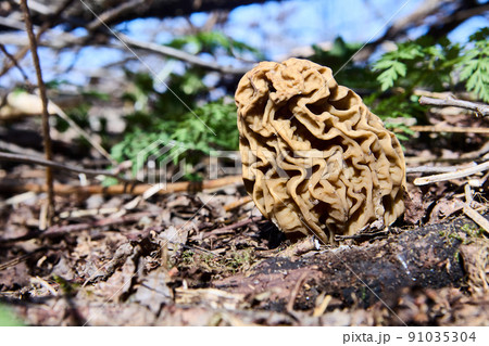 Toxic mushroom gyromitra grows in wild forest on spring morning. Toxic mushroom gyromitra grows in wild forest on spring morning. 91035304