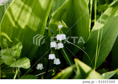 Wild forest lily of the valley close up in natural habitat. Wild forest lily of the valley close up in natural habitat. 91035309