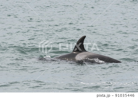 Orcas patrolling the coast, hunting sea lion pups,Peninsula Valdes, Patagonia Argentina 91035446