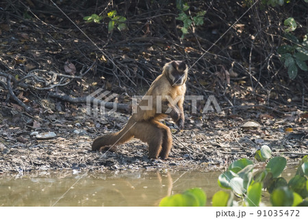 Brown striped tufted capuchin monkey,Pantanal,Brazil Brown striped tufted capuchin monkey,Pantanal,Brazil 91035472