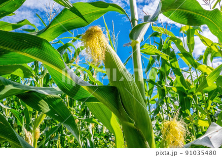 Inside a cornfield. An ear of corn in the foreground. Close-up. Harvest 91035480