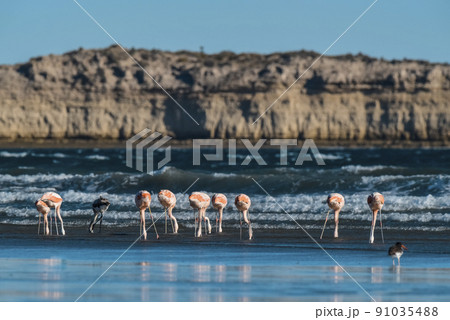 Flamingos in seascape,Patagonia, Argentina 91035488